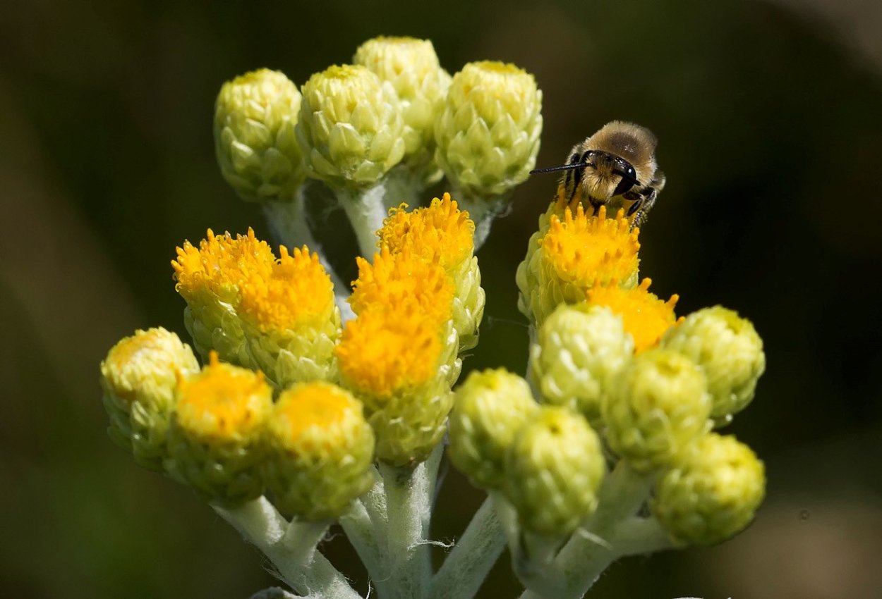 Бессмертник песчаный (цмин песчаный)