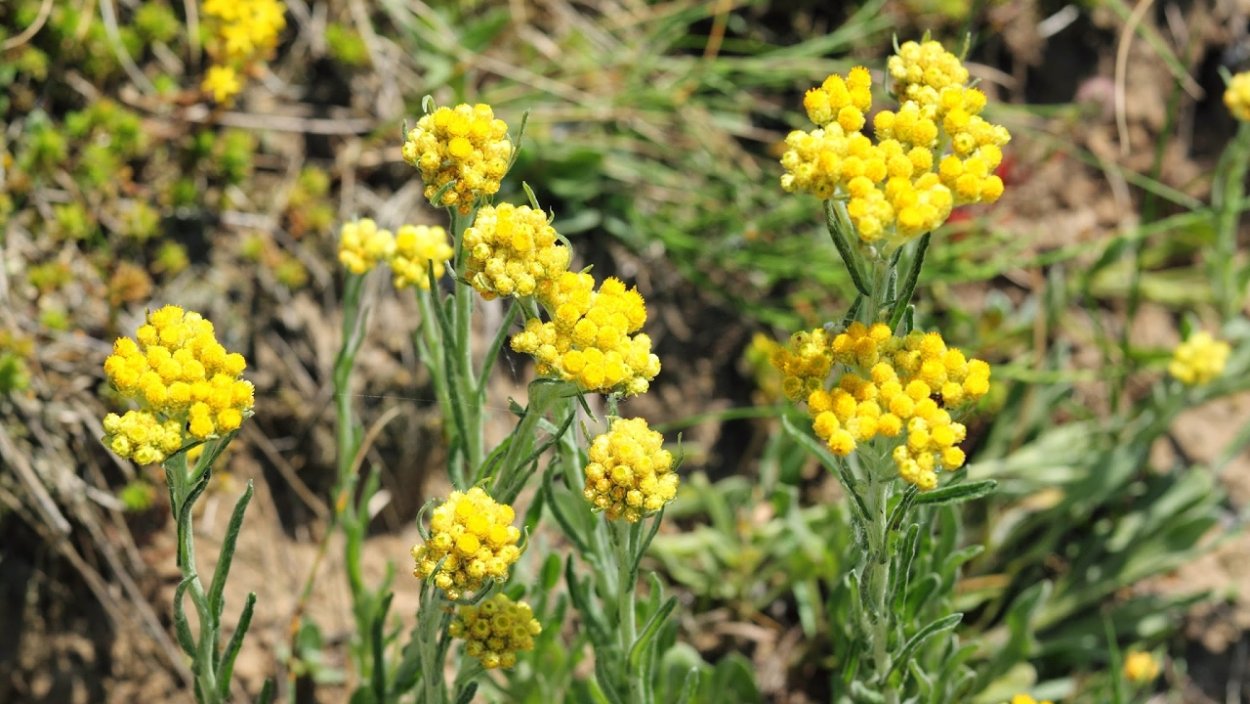 Эфирное масло бессмертника