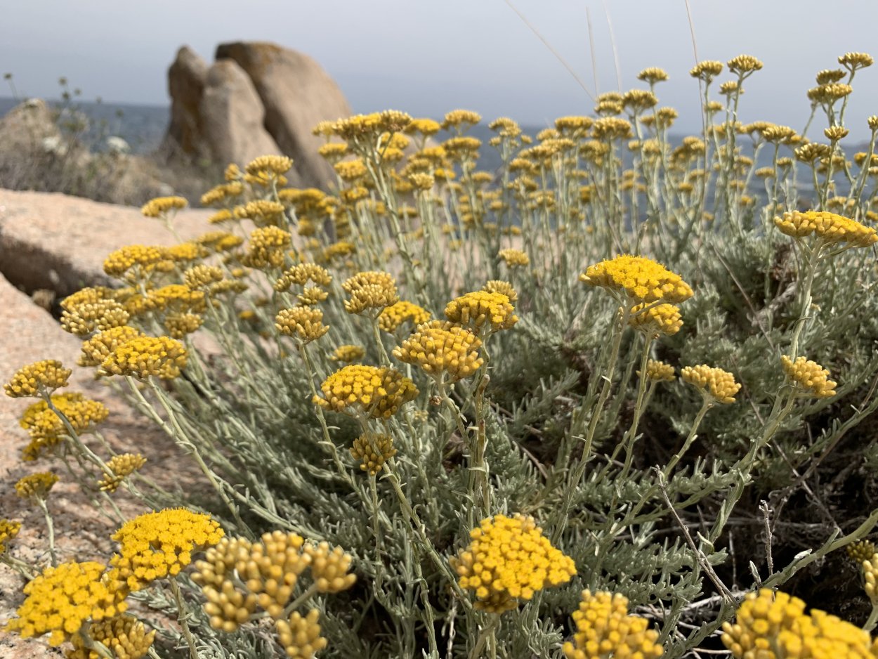 Бессмертник песчаный лечебные