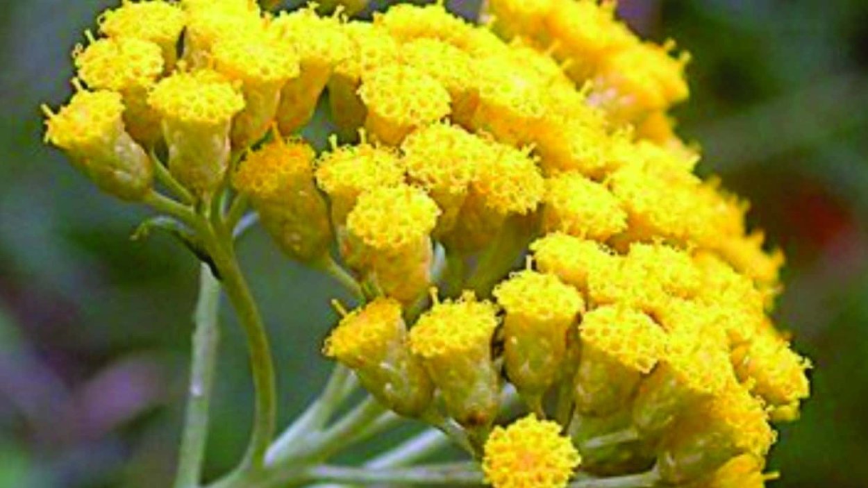 Гелихризум Дварф карри