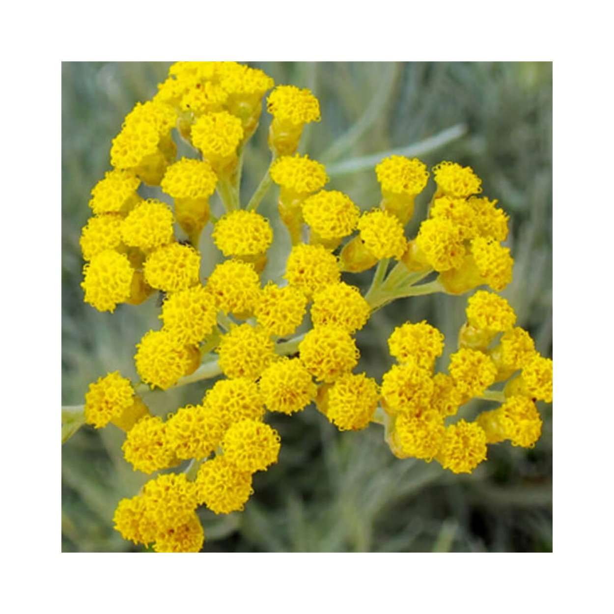 Бессмертник карри гелихризум