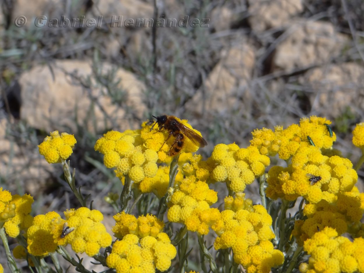 Бессмертника песчаного экстракт ВИС