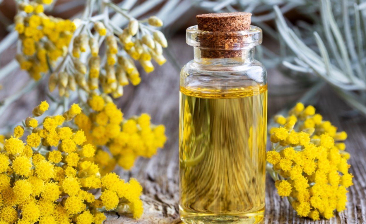 Бессмертник итальянский