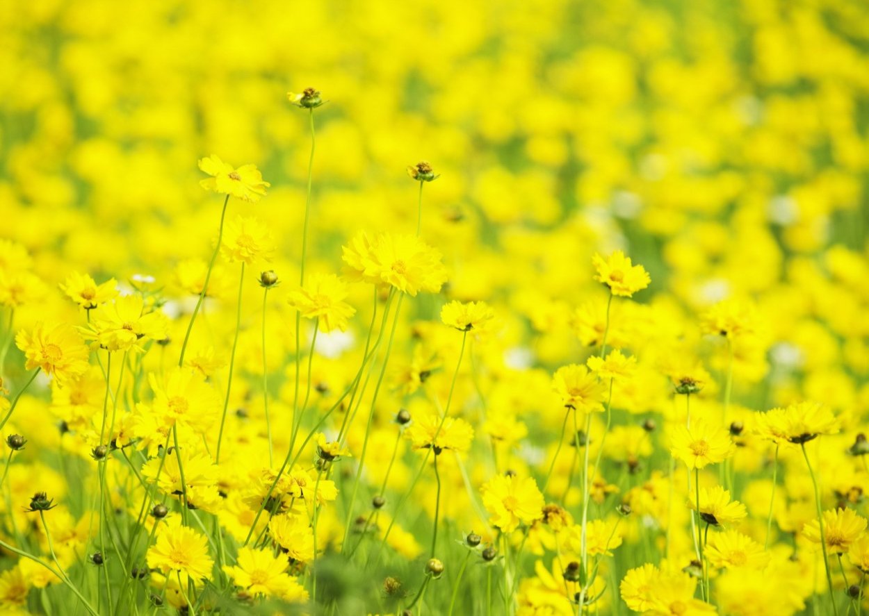 Трава с желтыми цветами