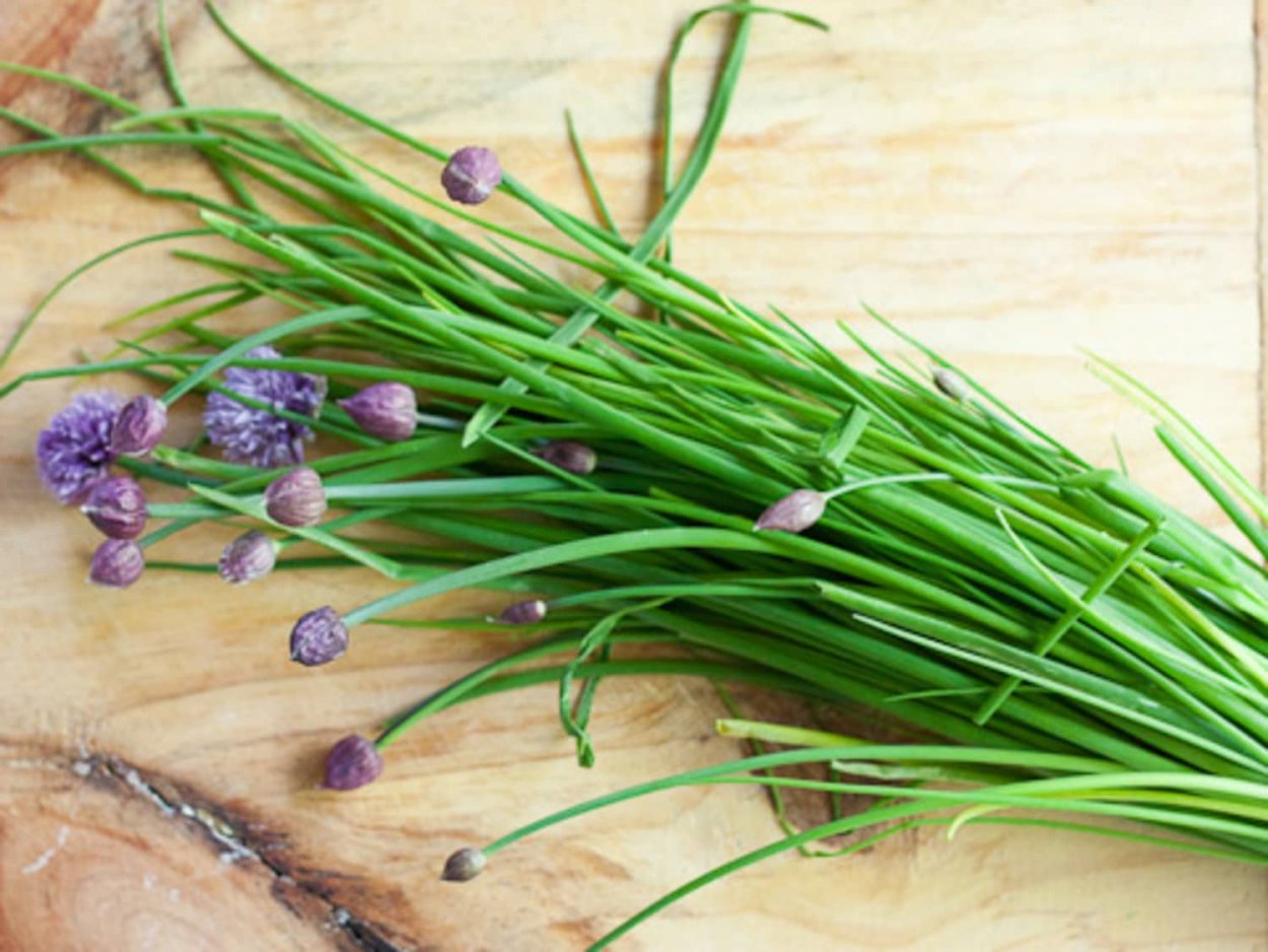 Трава джусай