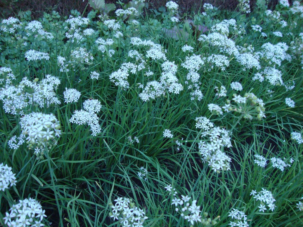 Джусай или черемша