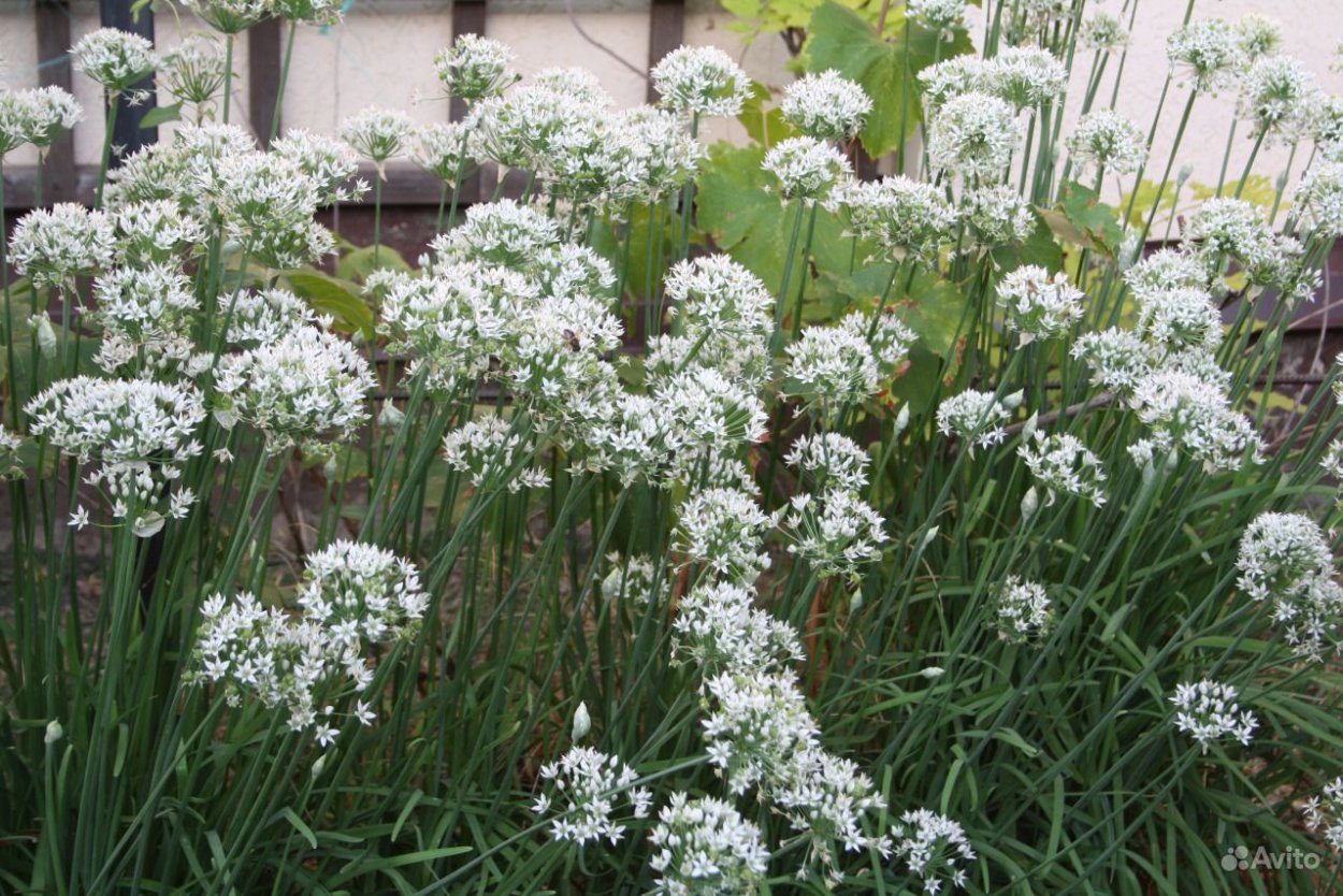 Лук душистый джусай семена