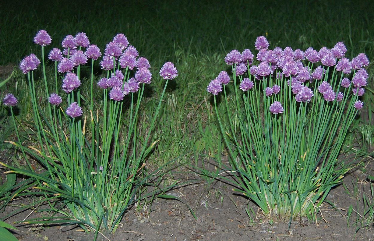 Китайский Chives.
