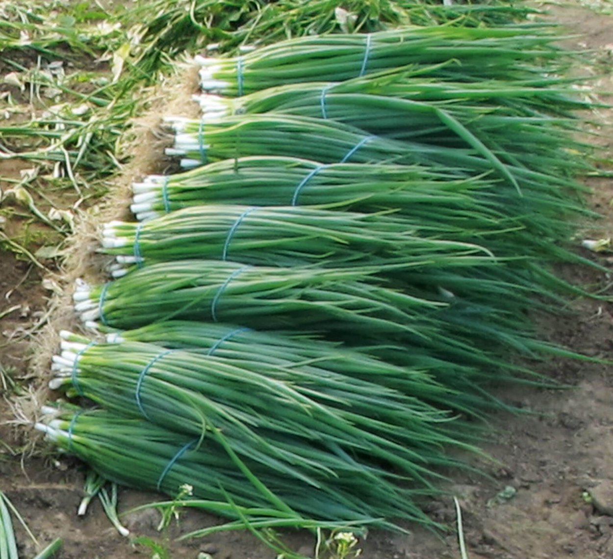 Джусай дикий чеснок