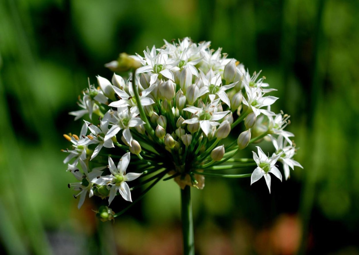 Лук Allium ramosum