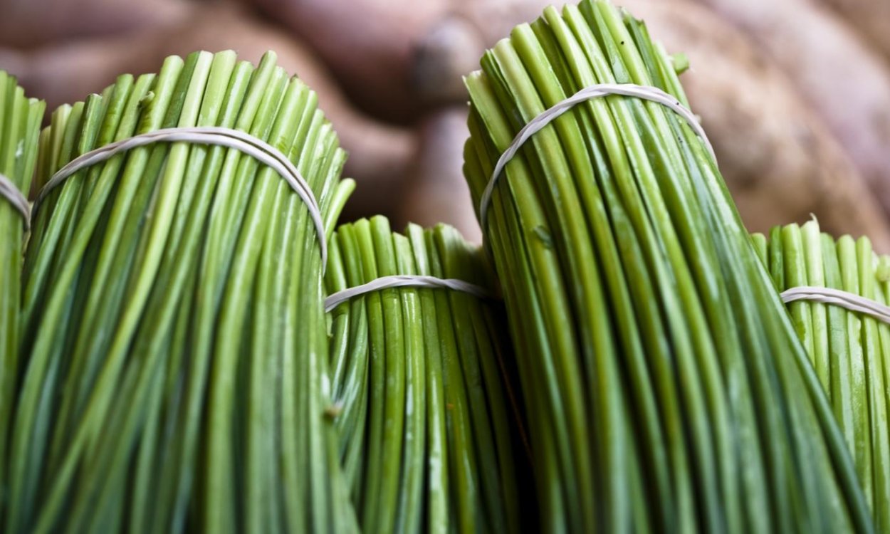 Лук душистый посаженный