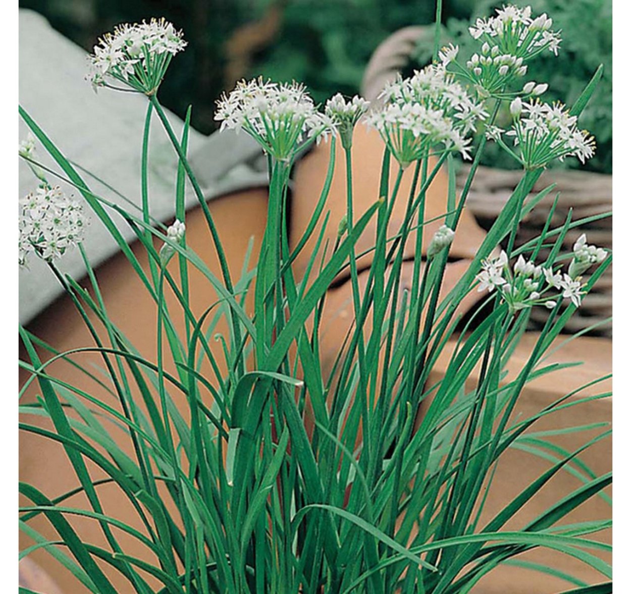 Тайский лук джусай