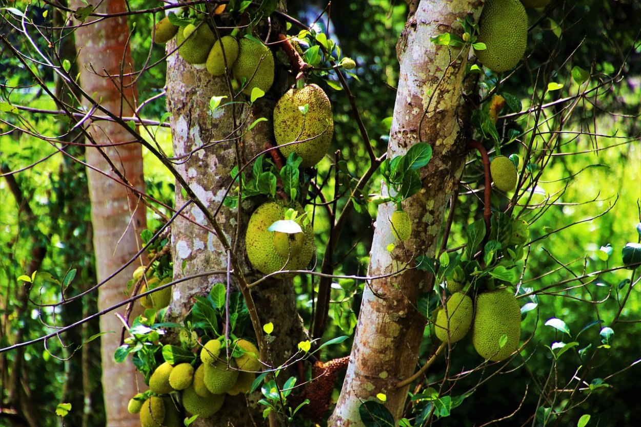 Фрукты на дереве