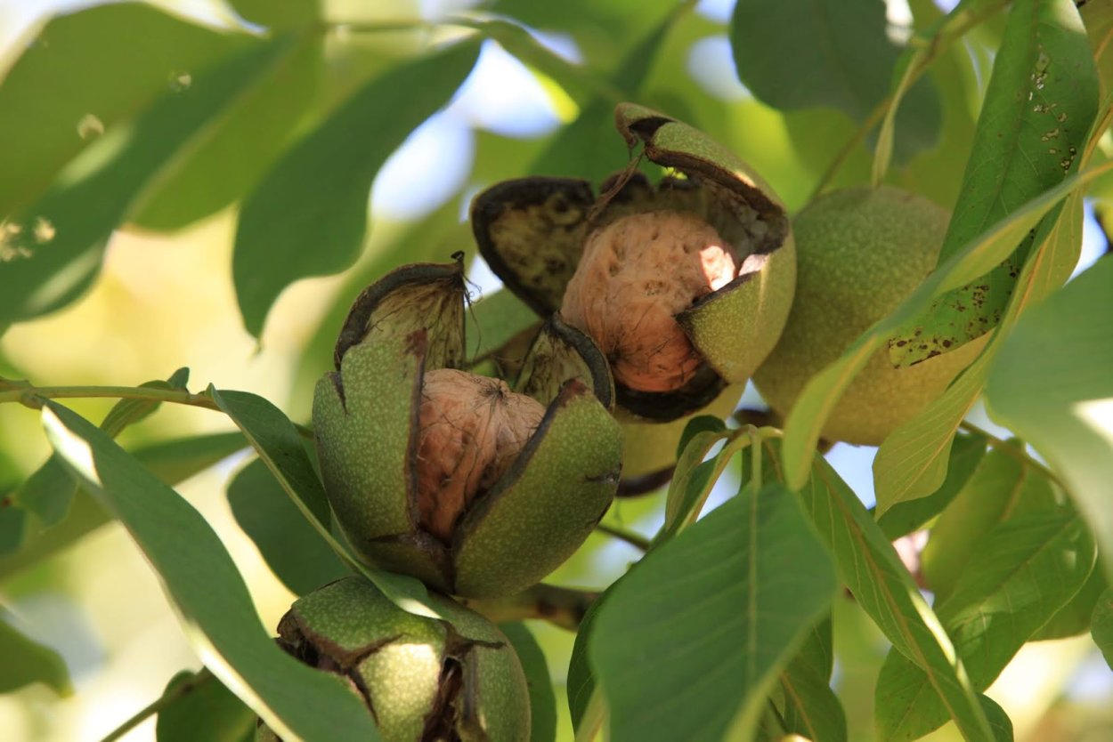Грецкий орех дерево