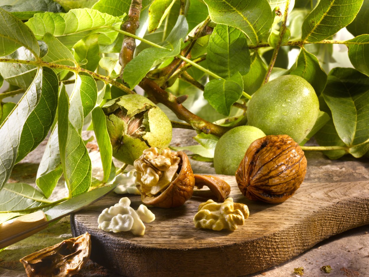 Walnut Tree, Узбекистан Ташкент
