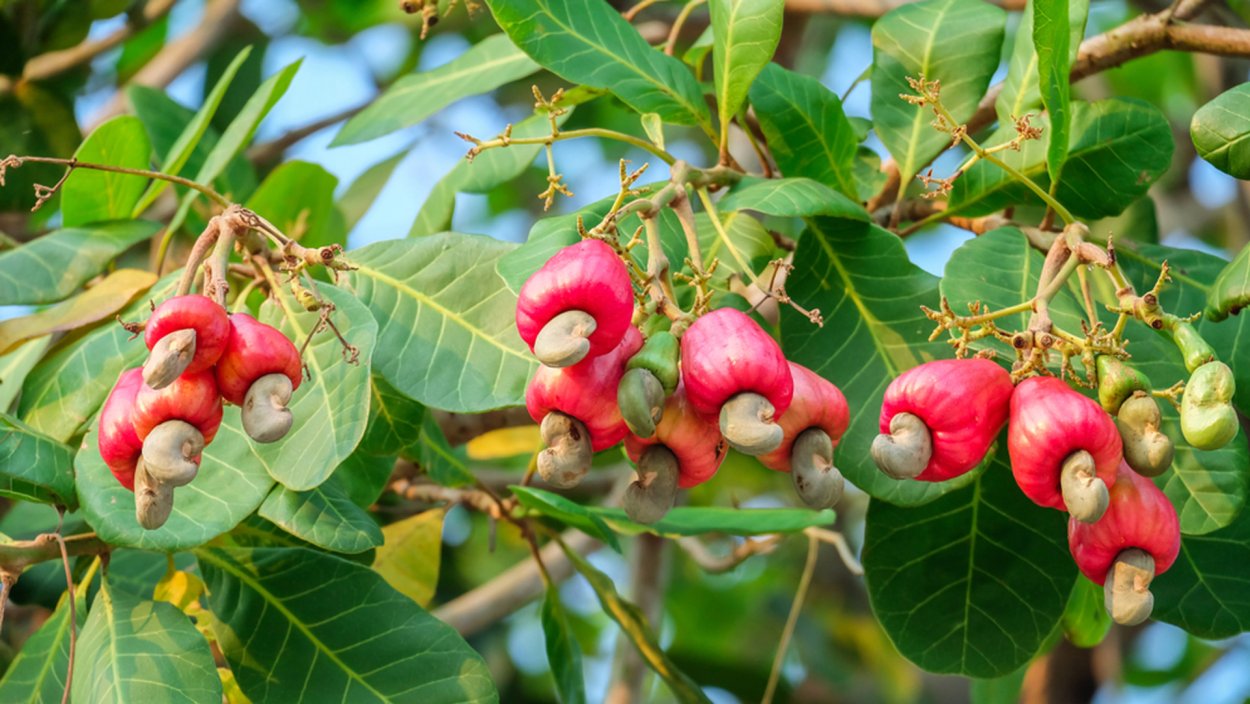 Грецкий орех Juglans Regia l.