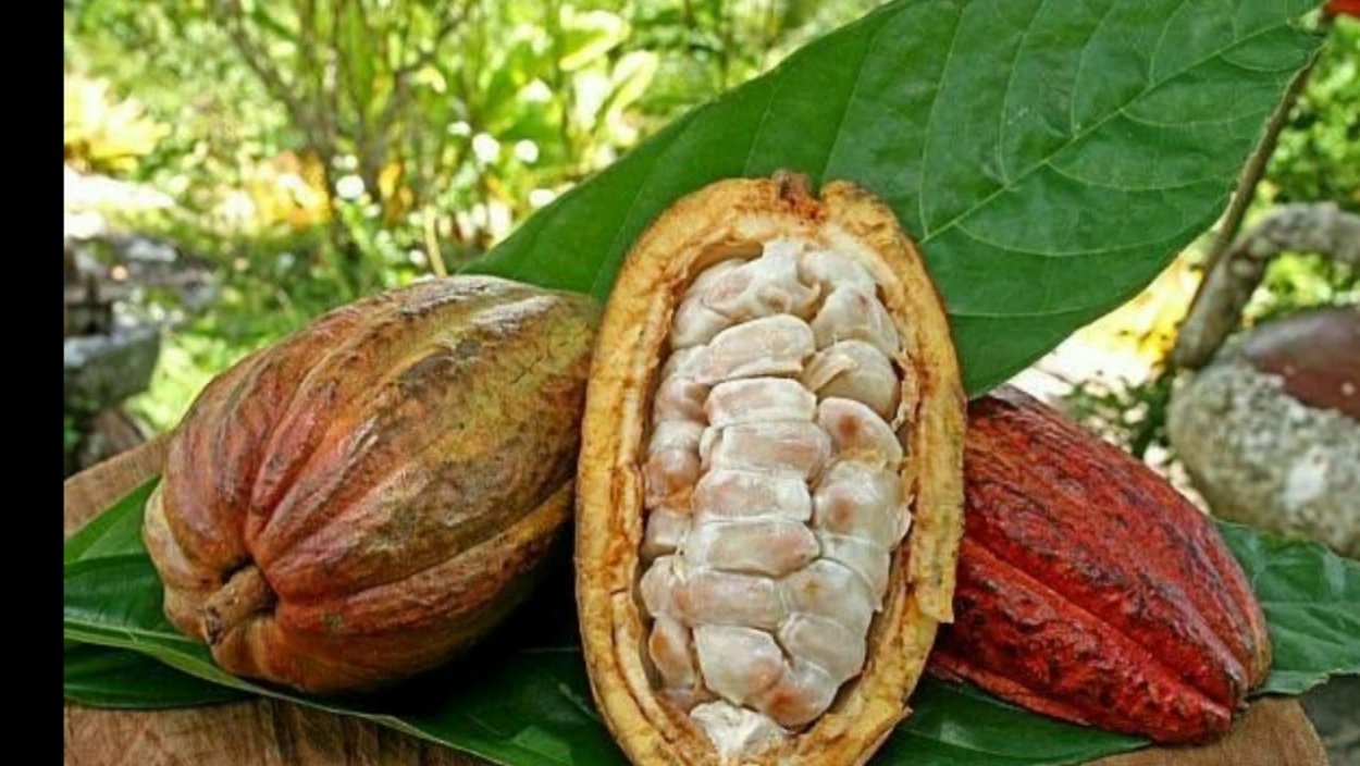 Сапиндус Корея