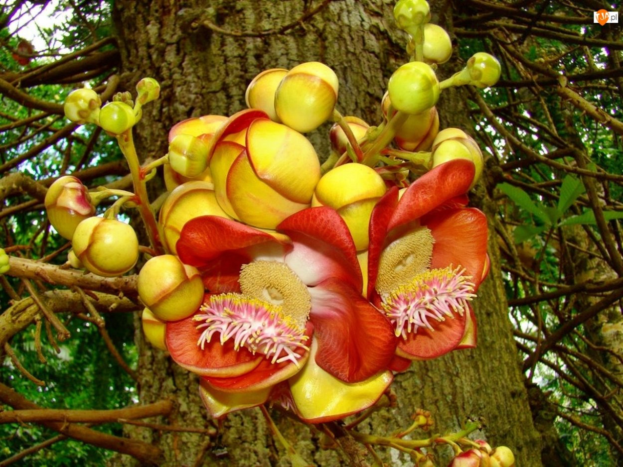 -Курупита гвианская ( дерево пушечных ядер)