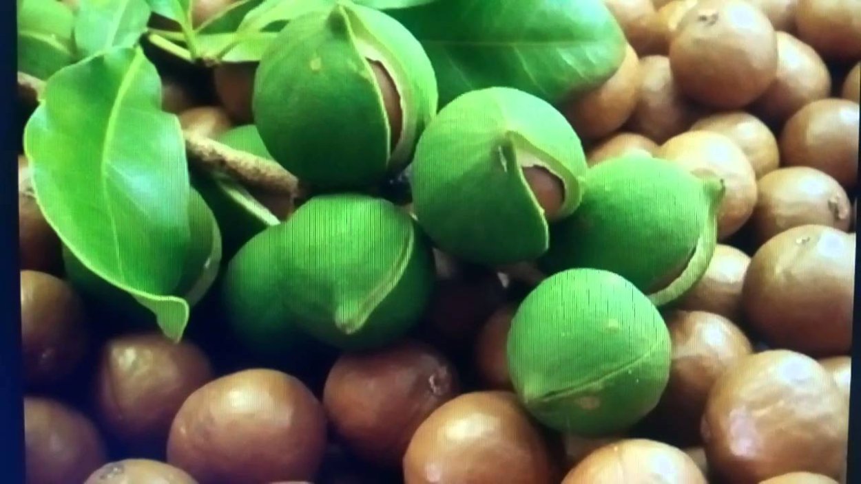 Орех грецкий (Juglans Regia) цветение