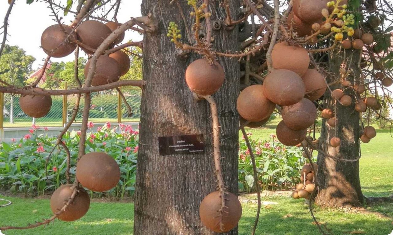 Южная Америка плантации какао