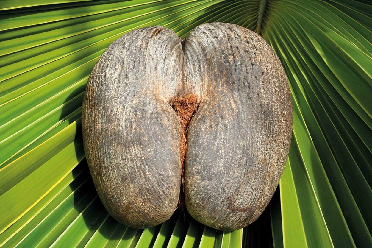 Орех Трапезунд дерево