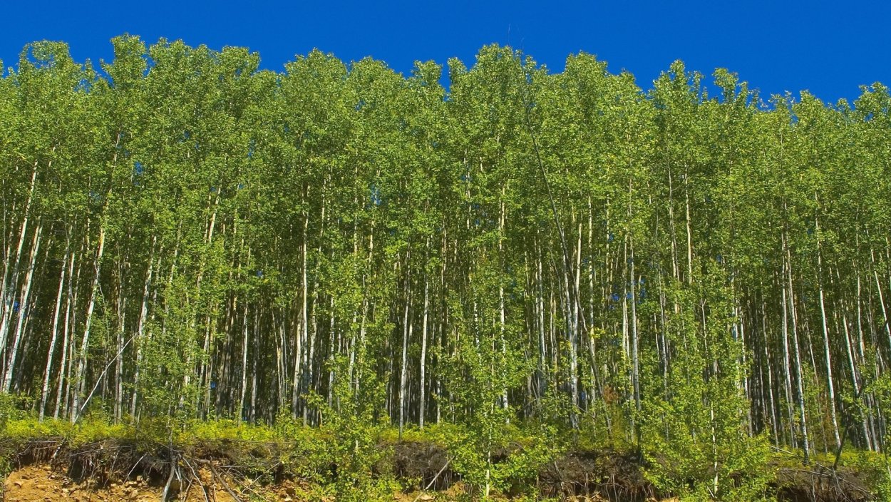 Мелколиственные леса Западной Сибири