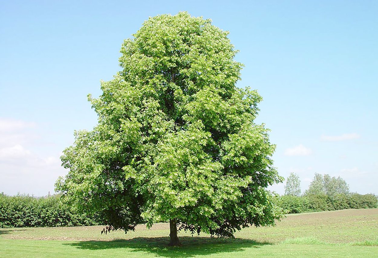 Липа мелколистная дерево