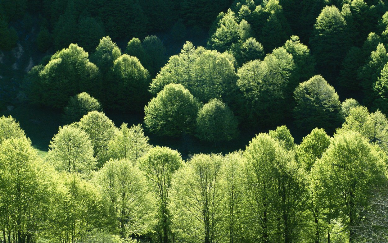 Лес вид сверху