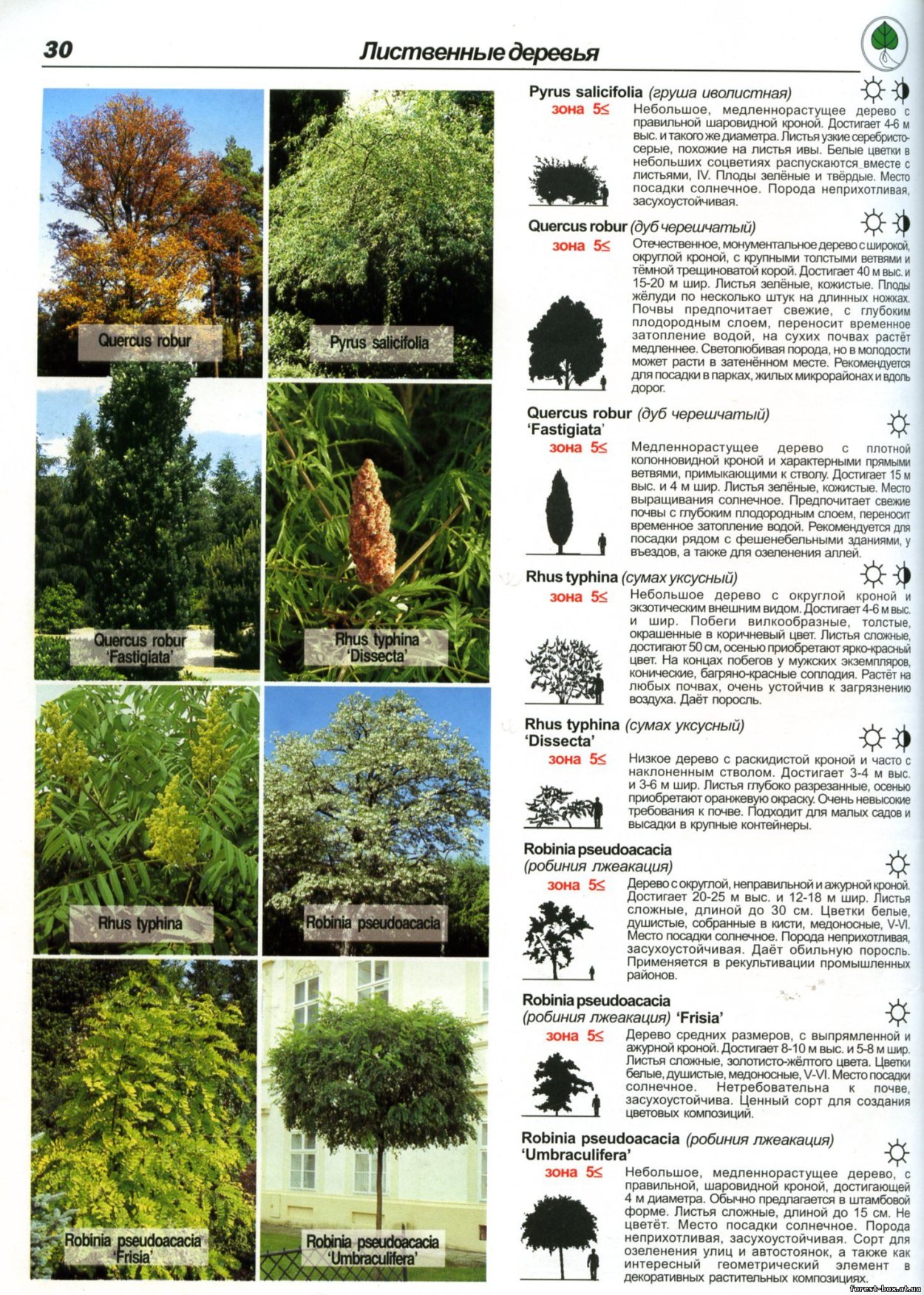Лиственные деревья список