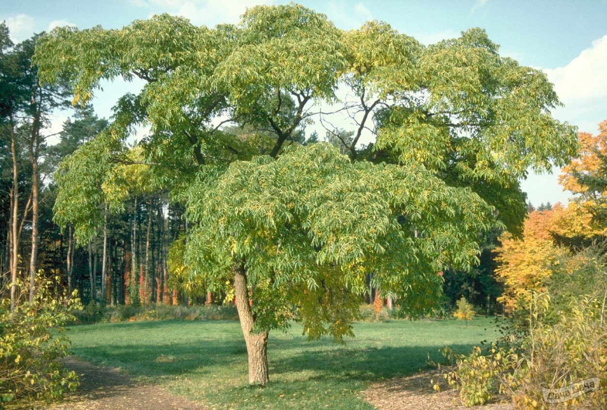 Бархат Амурский -Phellodendron amurense