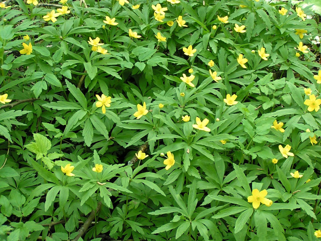 Дамиана (Тернера)