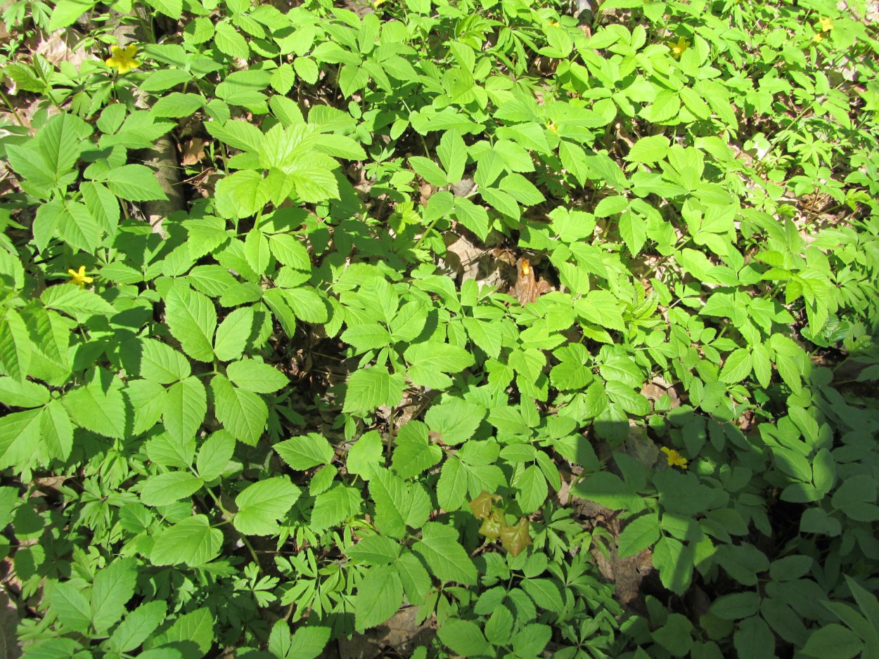 Трава серде сныть