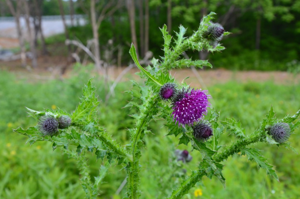 Дикоросы полевые