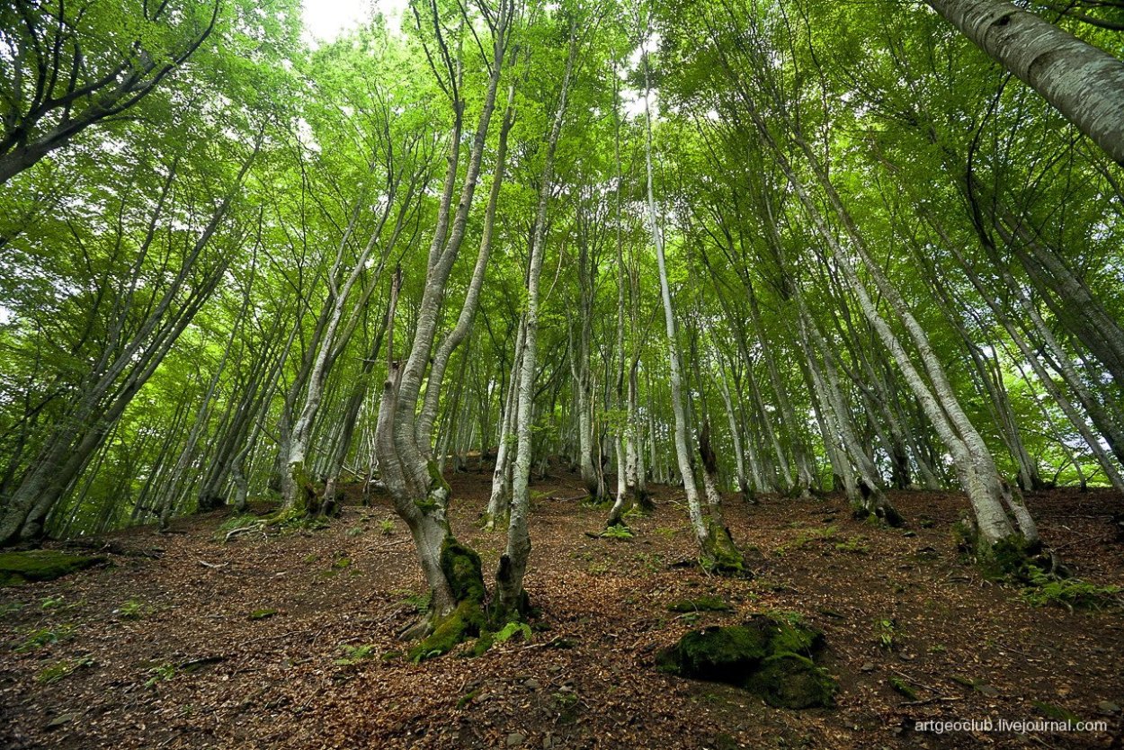 Дубово буковые леса Австрии