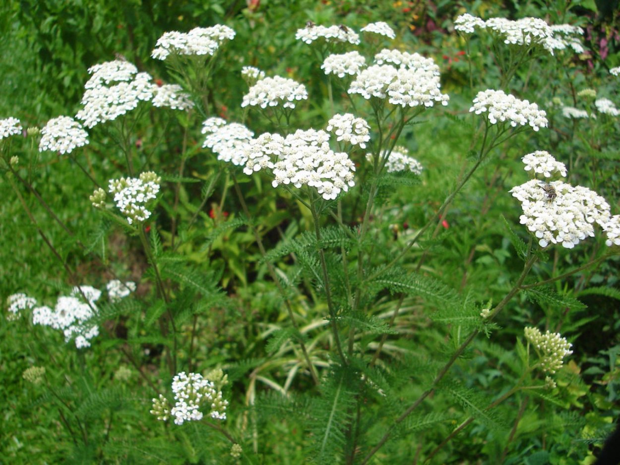 Тысячелистник Сербский, Achillea serbiса