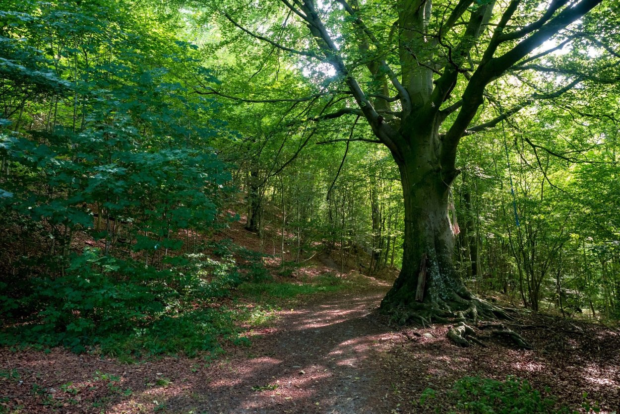 Дуб каменный (Quercus Ilex l.)