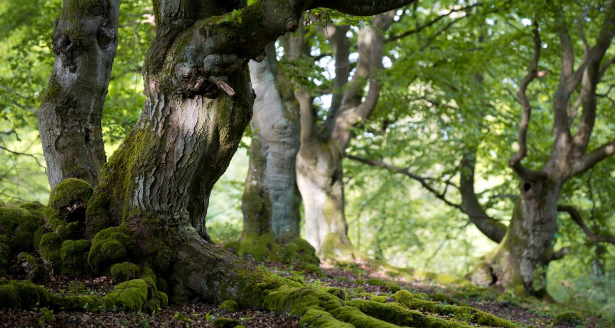 Лес в скалах дерево бук