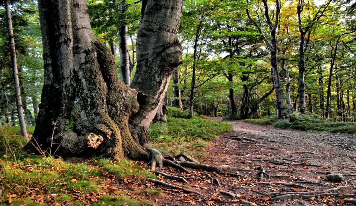 Бук Лесной кора