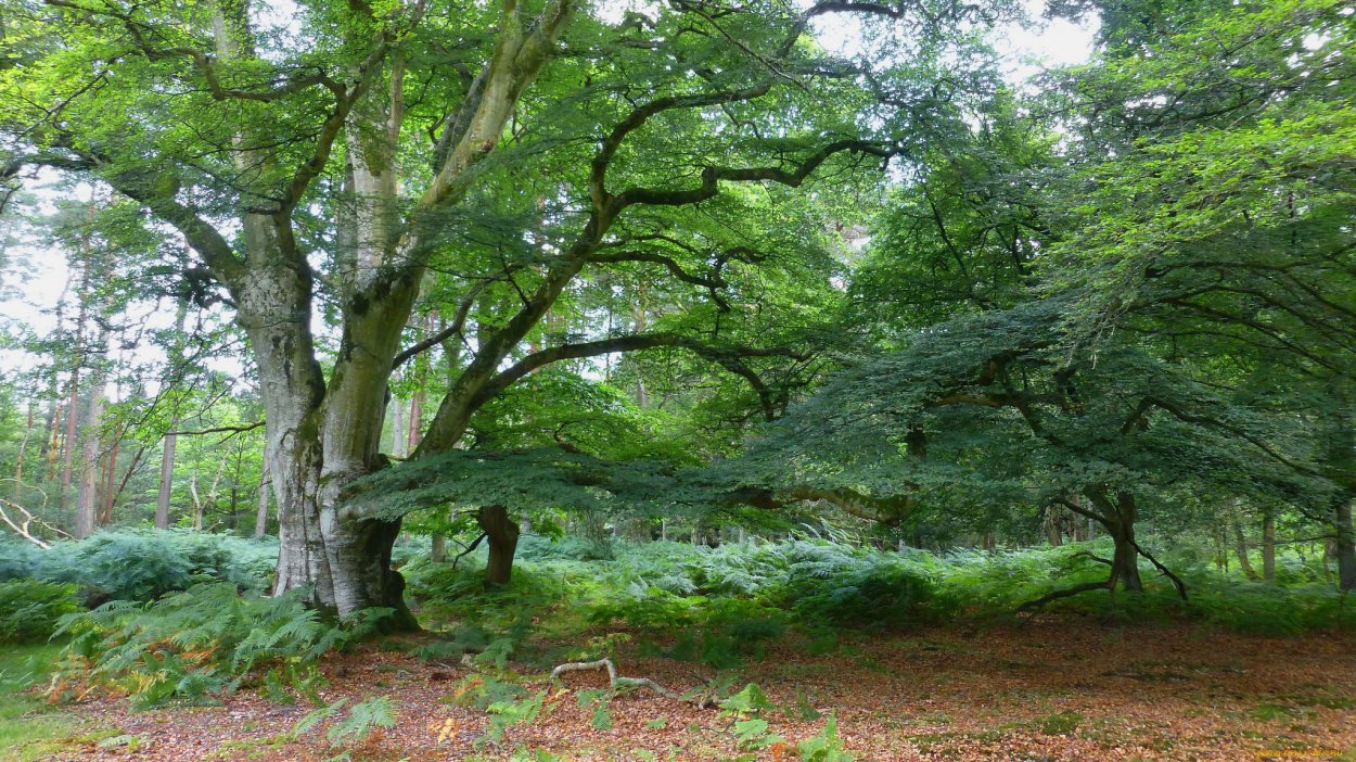 Субтропики России бук