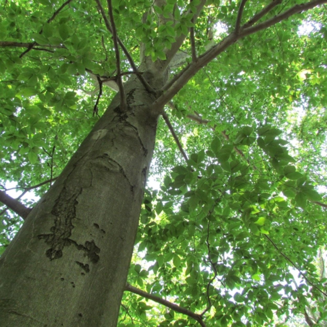 Бук Восточный – Fagus orientalis