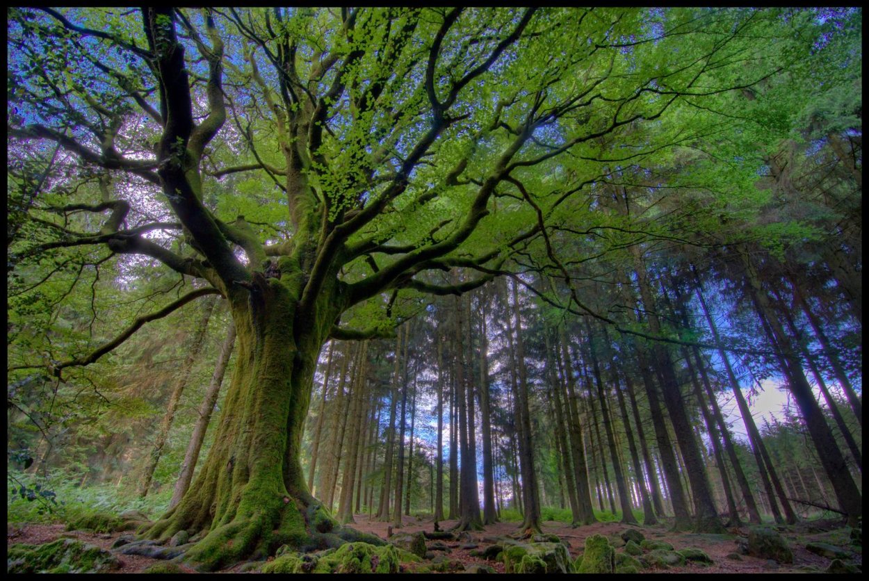 Кавказский скальный дуб