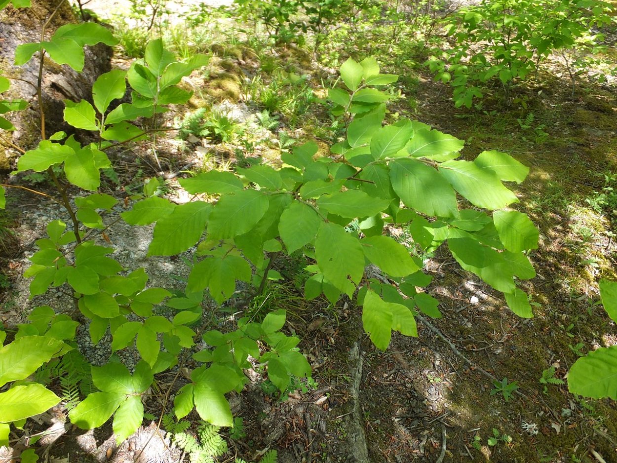 Бук Европейский плод