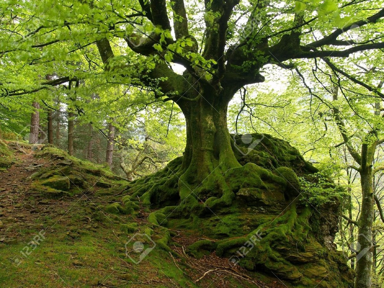 Бук дерево Алушта