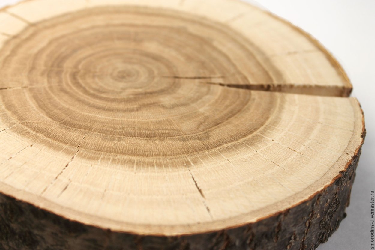 Старый буковый лес