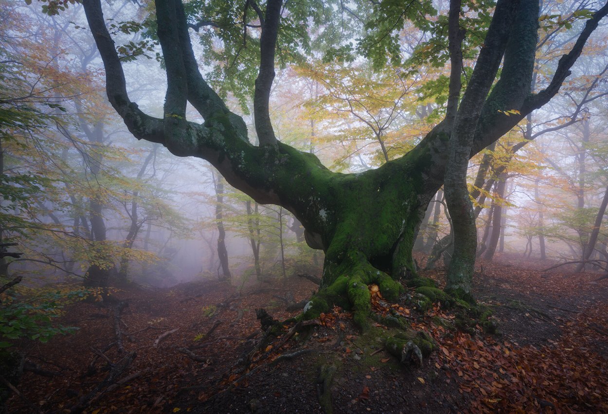 Редкие растения Черноморского побережья Кавказа