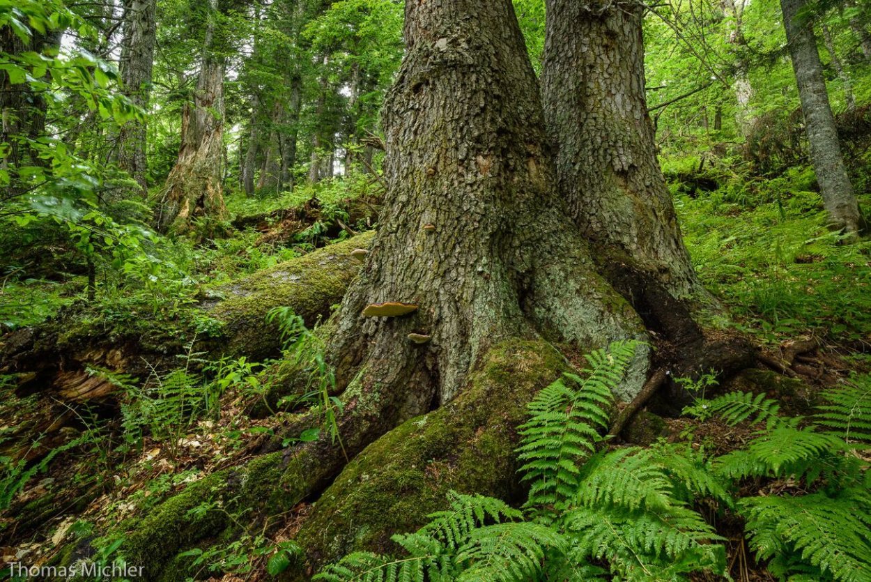 Буковый лес на Демерджи