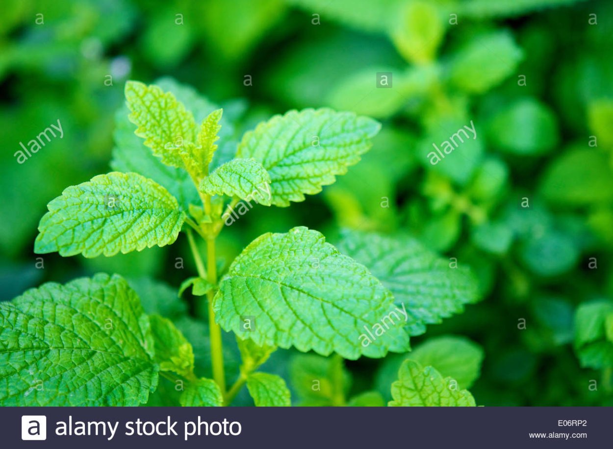 Мелисса обыкновенная