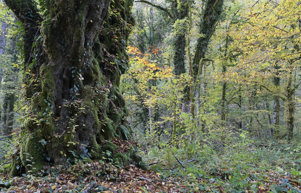 Тюльпанное дерево Северной Америки