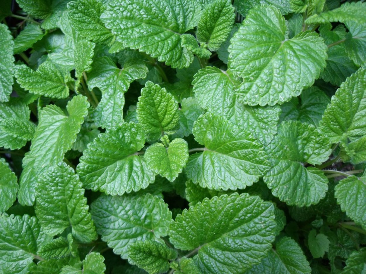 Мята Мелисса лимонник