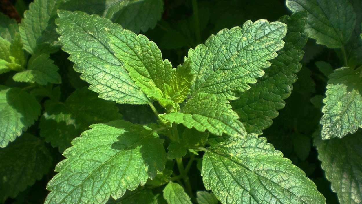 Болезни мелиссы с фото